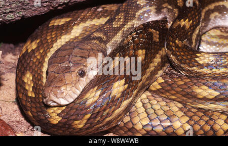 Australian Scrub Python in situ Stockfoto