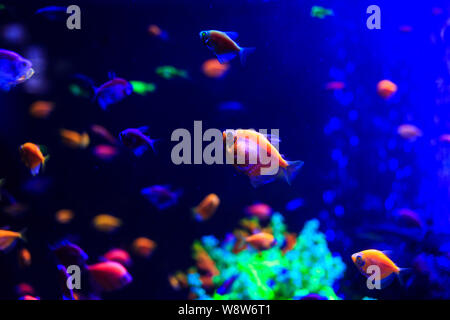 Schöne Gruppe von Meer Fische auf der Kamera unter Wasser gefangen auf dunkelblauem Naturkulisse des Ozeans oder Aquarium. Unterwasser bunte Fische Stockfoto