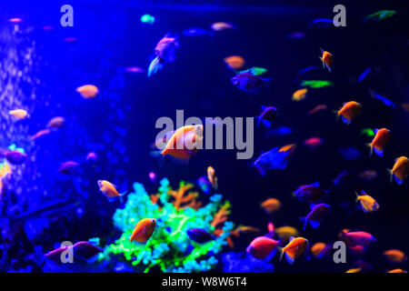Schöne Gruppe von Meer Fische auf der Kamera unter Wasser gefangen auf dunkelblauem Naturkulisse des Ozeans oder Aquarium. Unterwasser bunte Fische Stockfoto