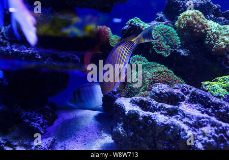 Schöne Gruppe von Meer Fische auf der Kamera unter Wasser gefangen auf dunkelblauem Naturkulisse des Ozeans oder Aquarium. Unterwasser bunte Fische Stockfoto