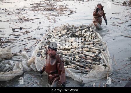 Chinesische Arbeiter ziehen Lotus wurzeln sie heraus auf das Ufer in ein Fischteich in Binzhou Stadt gegraben, der ostchinesischen Provinz Shandong, 8. Dezember 2014. Lotus r Stockfoto