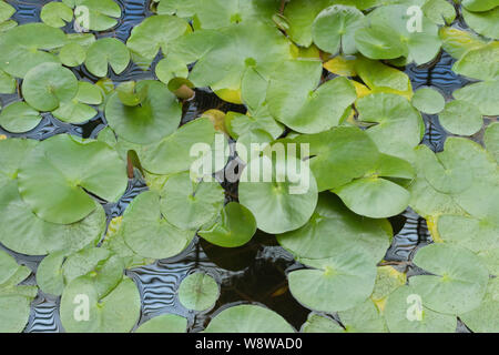 Nymphaea tetragona schwimmend auf kristallklarem Wasser. Rosa Seerose, Pygmy Lily Stockfoto