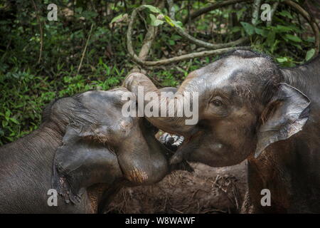 Wilde Elefanten haben sie Spaß in einem Fluss im Wilden Elephant Valley in Hangzhou City, Xishuangbanna Dai Autonomen Präfektur, Southwest China Yunnan prov Stockfoto