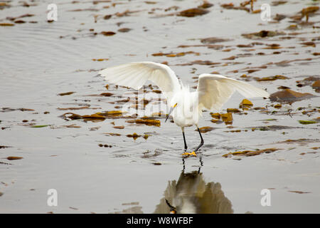 Snowy Egret Jagd auf Kelp Bed Stockfoto