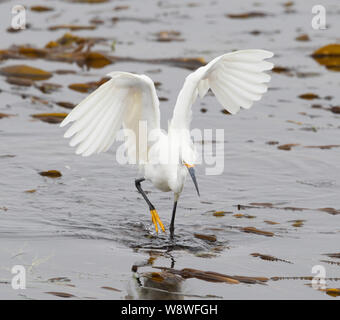 Snowy Egret Jagd auf Kelp Bed Stockfoto