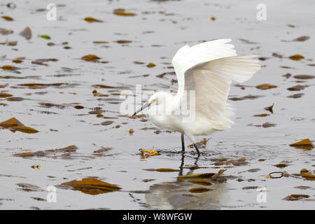 Snowy Egret Jagd auf Kelp Bed Stockfoto