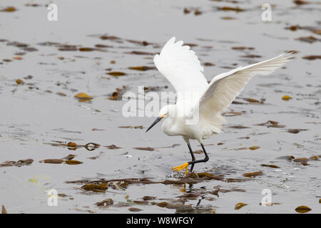 Snowy Egret Jagd auf Kelp Bed Stockfoto