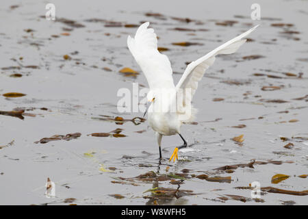 Snowy Egret Jagd auf Kelp Bed Stockfoto