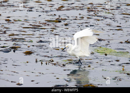 Snowy Egret Jagd auf Kelp Bed Stockfoto