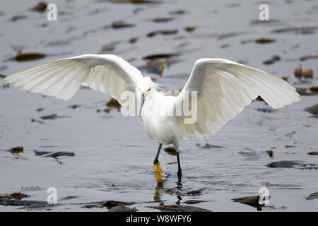 Snowy Egret Jagd auf Kelp Bed Stockfoto