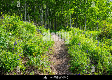 Delphinium nuttallianum Twolobe larkspur Blumen auf Crested Butte, Colorado Landschaft mit Snodgrass Wanderweg im Sommer zum grünen Wald Stockfoto