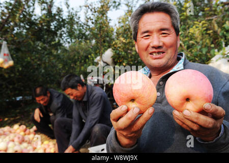 ---- Ein chinesischer Bauer zeigt frisch geerntete Äpfel in einem Apple Orchard in Daigu Shangwang Dorf, Stadt, Mengyin County, Dalian, China Stockfoto