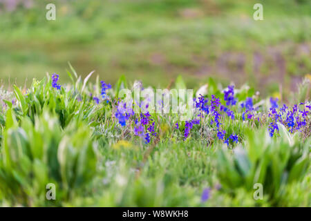 Viele Delphinium nuttallianum larkspur Blumen auf Crested Butte, Colorado Landschaft mit Snodgrass Wanderweg im Sommer Stockfoto