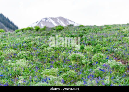 Viele Delphinium nuttallianum larkspur Blumen auf Hügel in Crested Butte, Colorado Snodgrass Wanderweg im Sommer mit Schnee Berg im Hintergrund Stockfoto