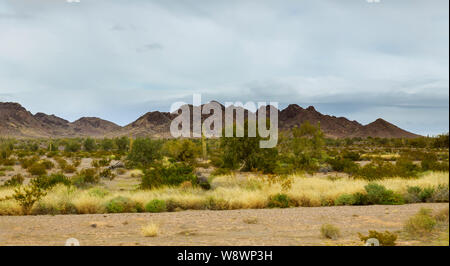 Am frühen Abend in Tucson Arizona Desert Cactus Stockfoto