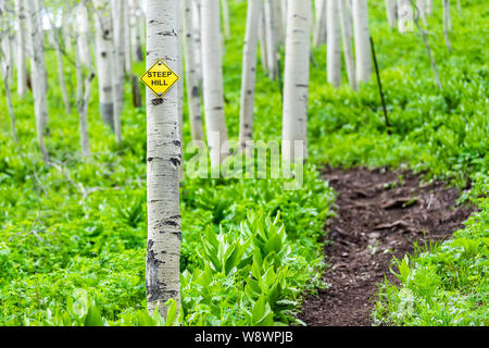 Espe Wald Bäume mit steilen Hügel anmelden Sommer in Snodgrass Trail in Mount Crested Butte, Colorado im Nationalpark Berge mit Grün col Stockfoto