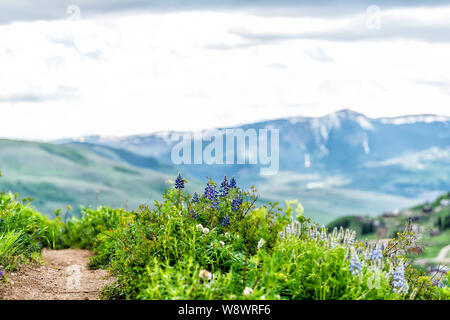 Viele violett blau Lupine und Rittersporn Blumen entlang der Straße über Crested Butte, Colorado Snodgrass Wanderweg im Sommer mit einem Berg im Hintergrund Stockfoto