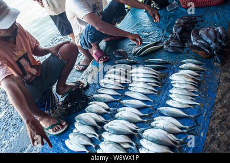 Fischhändler zeigt Fische auf dem Boden in Paotere Fischmarkt in Makassar. Indonesien hat eine der größten Fisch Produkt geworden, nachdem die Zentrale g Stockfoto