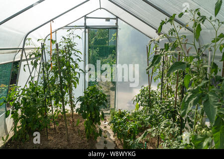 Modernes Gewächshaus mit Tomaten Pflanzen. Ökologische Landwirtschaft Stockfoto