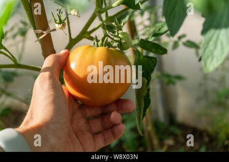 Hand mit Tomaten, wachsen im Gewächshaus. Ökologische Landwirtschaft Stockfoto
