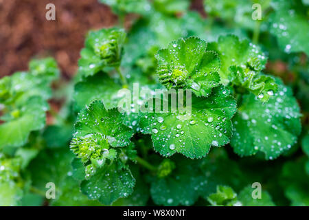 Makro Nahaufnahme des grünen Nass geranium Blätter im Garten mit nassen regen Wassertropfen während der Tag in Colorado Stockfoto