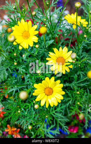 Nahaufnahme der grünen Blätter und gelbe Daisy Blumen im Topf Topfpflanzen im Garten im Frühjahr oder Sommer Stockfoto
