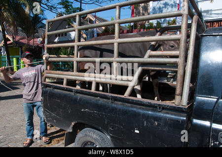 Makassar, Indonesien - 11. August 2019. Ein Mann arbeitet die Kühe von seinem Lkw während des Eid al-Adha, hat keine bestimmte Zeitdauer und Festival zu entladen. Indonesischer Muslime und Muslime auf der ganzen Welt feiern das Eid al-Adha, hat am Sonntag auf Montag. Der heilige Tag, auch genannt das "Festival der Opfer', ist die zweite von zwei islamischen Feiertage jedes Jahr weltweit gefeiert Nach dem Eid al-Fitr. Stockfoto