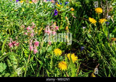 Kleine rosa und gelb Geum triflorum Prairie Rauch Blumen auf Thomas Seen Wanderung in Mt Sopris, Basalt, Colorado in der Wiese Stockfoto