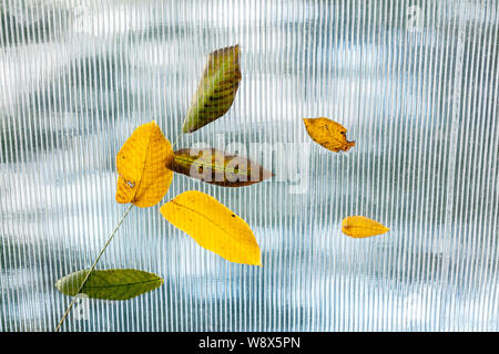 Verwitterte trocken Herbstliche Blätter auf Glasdach des Sommer-Haus. Blick durch das Glas dach Stockfoto