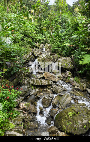 Recht Wald Bach mit kleinen Wasserfällen in El Yunque National Forest - Regenwald - Zeigt die Wiederherstellung von Puerto Rico Landschaft vom Hurrikan Maria Stockfoto