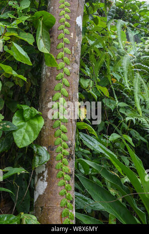 El Yunque Regenwald Puerto Rico National Forest Regen Stockfoto