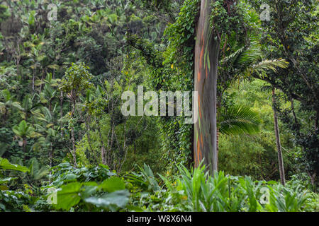 Regenbogen Baum in El Yunque National Forest - Eukalyptus deglupta in Puerto Rico - Regenwald Bäume - Regenbogen Eukalyptus mit orange und grüne Leitung Stockfoto