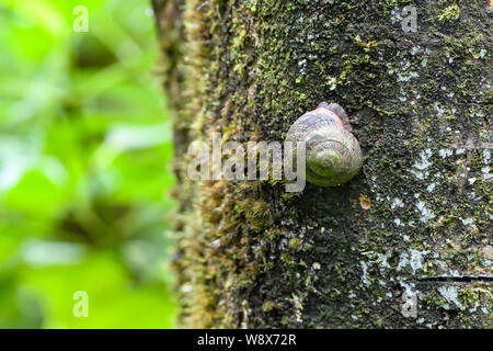 Baum Schnecke Caracolus caracolla in El Yunque National Forest Puerto Rico - eine Caracolus im Regenwald - gastropode auf Baum im Wald mit Moss Stockfoto