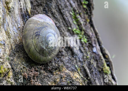 Baum Schnecke Caracolus caracolla in El Yunque National Forest Puerto Rico - eine Caracolus im Regenwald - gastropode auf Baum im Wald mit Moss Stockfoto