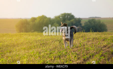 Hund Spaziergänge in einem schönen Feld Stockfoto