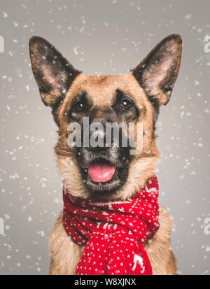 Porträt eines häuslichen niedlichen deutschen Schephards in einem roten Gepunkteter Schal mit Schnee auf grauem Hintergrund Stockfoto