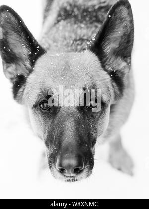 Nahaufnahme vertikale Graustufenaufnahme eines freundlichen Schäferhundes Stehen unter Schnee Stockfoto