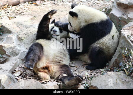 Panda Zwillinge Chengda und Chengxiao Spiel an den Zoo in Hangzhou Hangzhou City, East China Zhejiang provinz, 21. Dezember 2014. Stockfoto