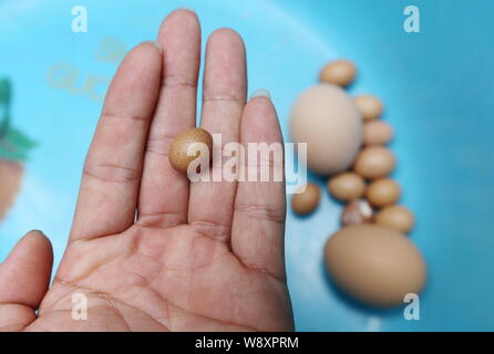 Lokale chinesische Bewohner Herr Guo zeigt eine mini Ei auf seinen Palm zu Hause in Qingdao, Provinz Shandong, China, 22. September 2014. Ein gewöhnlicher Stockfoto