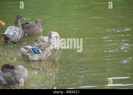 Bild von der Ente ist der gemeinsame Name für eine große Anzahl von Arten in der wasservögel Familie Entenvögel, die auch Schwäne und Gänse, Schwimmen in der p Stockfoto