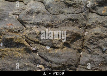 Big Rock mit Rissen am Ufer in Indien, Goa, marine Schalen an der Oberfläche auf dem Stein fixiert. Strukturierten Hintergrund. Stockfoto