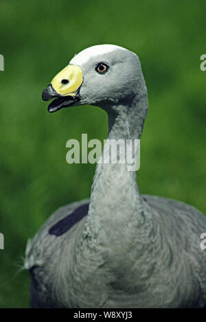 CAPE BARREN GOOSE (Cereopsis novaehollandiae). Porträt, Nahaufnahme, zeigt die grüne Cere auf der oberen Unterkiefer der Rechnung, geben die Art seiner Po Stockfoto