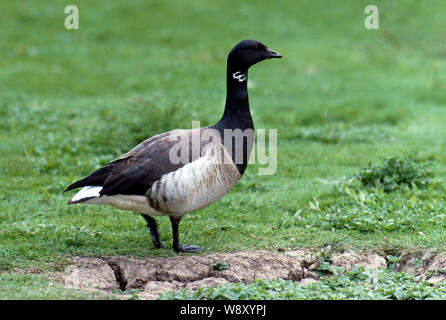 Atlantik oder Licht-bellied RINGELGANS Branta bernicla hrota auf Gras (blass Bellied oder Pale breasted Rennen) Stockfoto