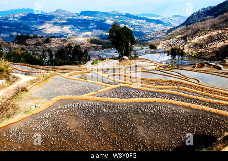 ------ Landschaft von yuanyang Reisterrassen in Yuanyang County, honghe Hani und Yi Autonomen Präfektur, Provinz Yunnan, China, 8. Februar 2014. Y Stockfoto