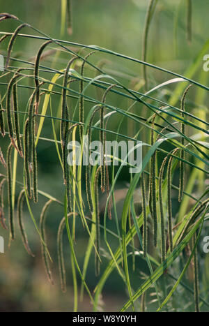 Hängend SEGGE Carex pendula Stockfoto