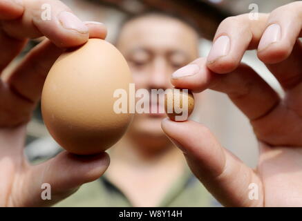 Lokale chinesische Bewohner Herr Guo vergleicht eine mini Ei mit einem gewöhnlichen Eine zu Hause in Qingdao, Provinz Shandong, China, 22. September 2014. Stockfoto