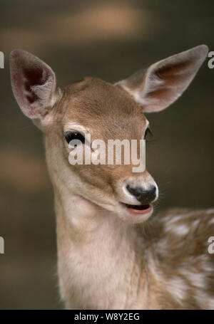 Damwild (Dama Dama). Fawn oder Jung, nach vorne. Kopf detail. Porträt. Alle senses​ alarmiert. Stockfoto