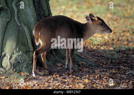 MUNTJAC ROTWILD weiblich (Muntiacus Ree​vesi). Die nahrungssuche für gefallene Buche Mast in den Schatten eines Baumes. Stockfoto