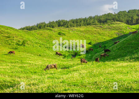 Kuhherde auf der grünen saftigen Wiese grasen in den Bergen von Armenien, Kaukasus Stockfoto