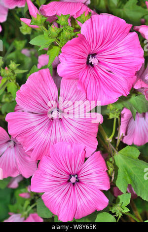 Schöne Blumen rosa Lavater (malvaceae) oder jährliche, Rose, Royal oder Regal Malve mit Laub im Garten Beet hautnah. Jährliche Mallow Stockfoto